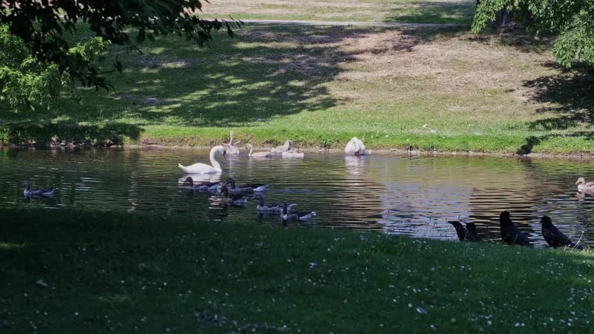A tranquil park scene shows a swan family and geese swimming in a pond while crows watch from the grassy bank