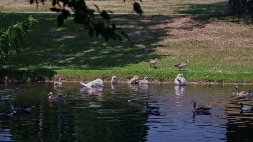A tranquil scene of a swan family with their cygnets, alongside geese and ducks, enjoying a sunny day at a park pond