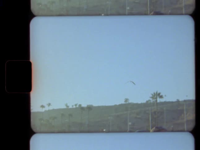 A single bird soars through the hazy blue sky over a hill with palm trees in this vintage Super 8 film shot