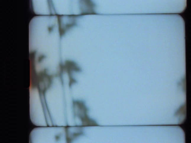 A dreamy vintage film shot pans up a classic California street lined with tall palm trees against a sunny sky