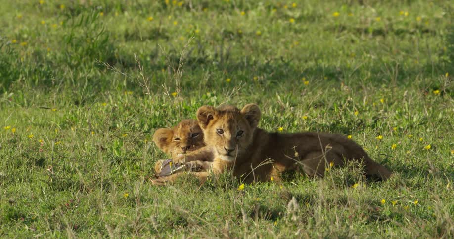 Two lion cubs laying on the grass