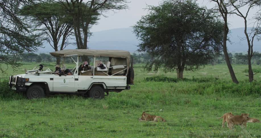 Safari jeep parking watching a group of lions