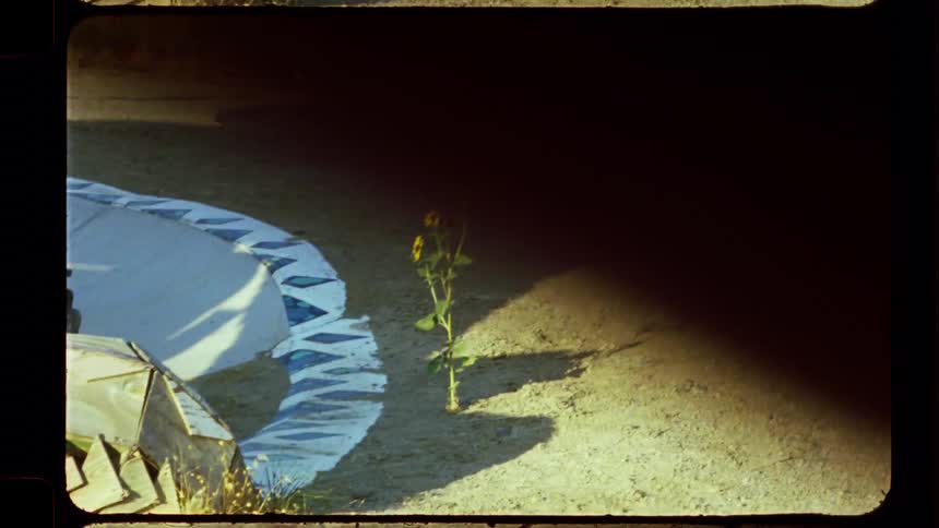 Vintage film footage reveals a single yellow flower growing through a crack in the asphalt
