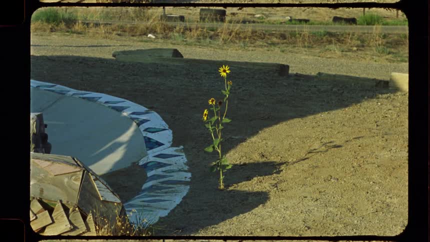 A single yellow sunflower grows resiliently in a dusty, abandoned lot, captured on vintage super 8 film