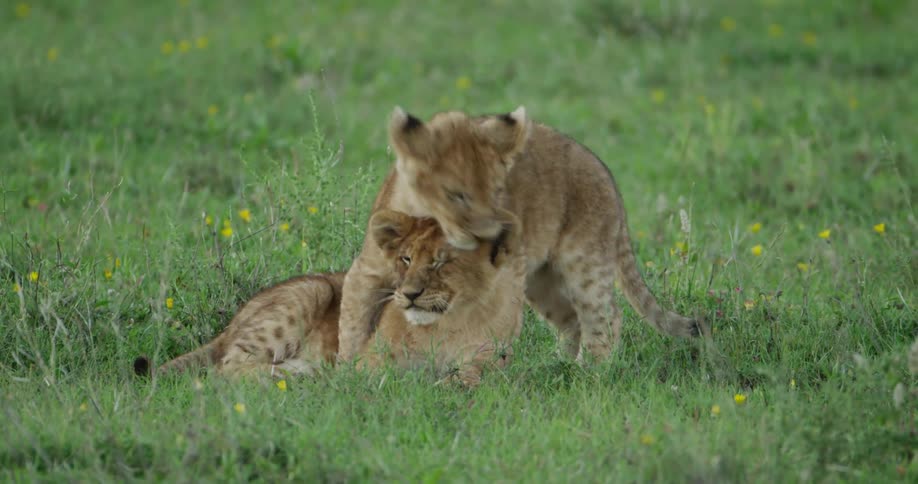 One lion cub tries to get another to play