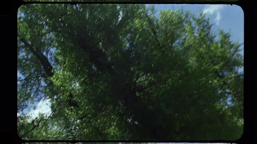 A dreamy, vintage film shot looks up through the swaying green leaves of a tree towards the bright summer sun