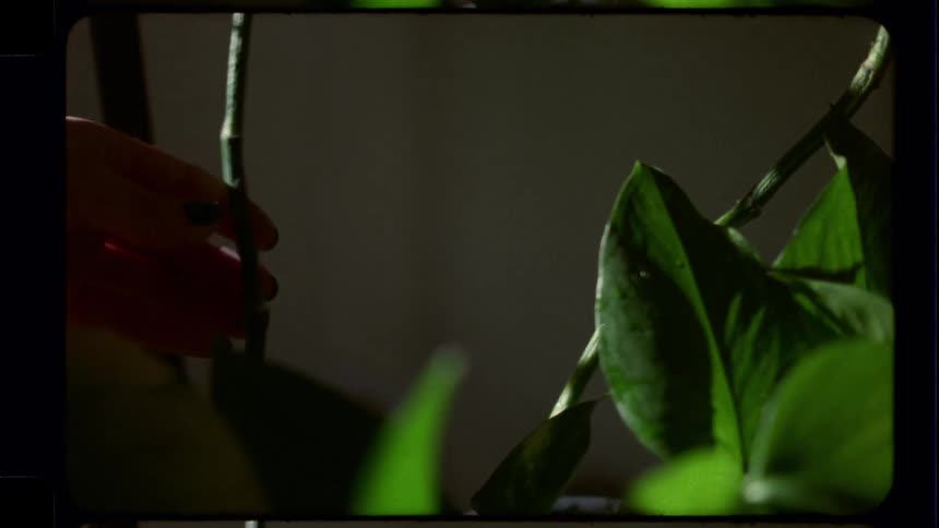 A close-up shot on vintage film of a hand gently pruning a yellow leaf from a vibrant houseplant