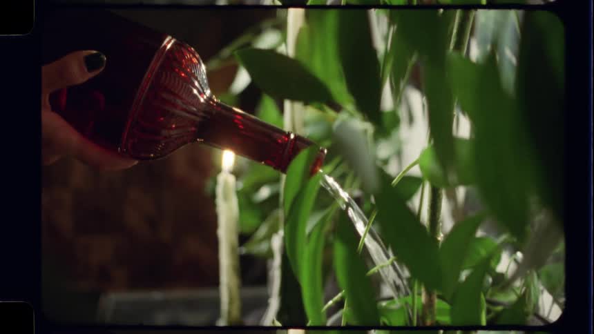 A person waters a lush green houseplant from an ornate red bottle by candlelight in a slow motion, vintage film style shot
