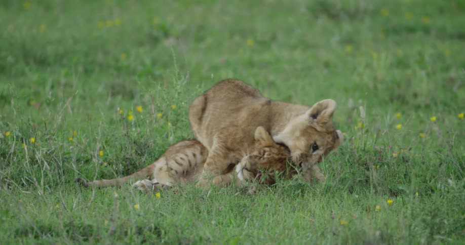 Lion cubs play with each other in the grass