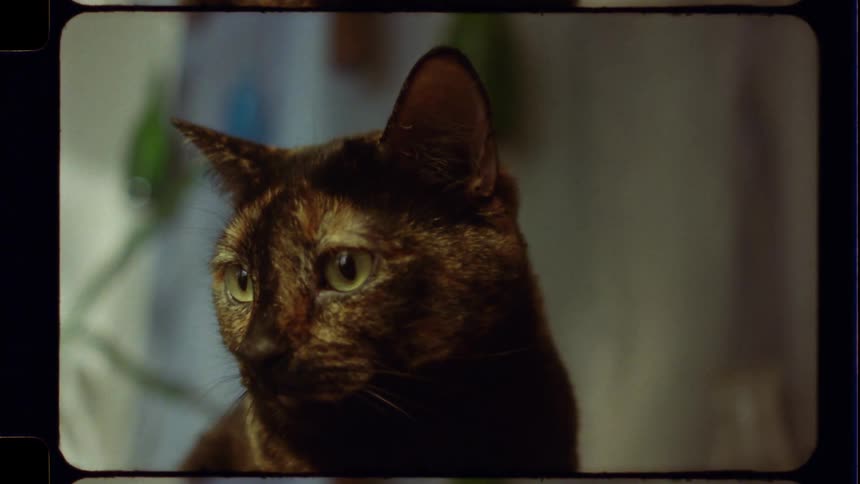 Close up of a curious tortoiseshell cat with green eyes on vintage 16mm film