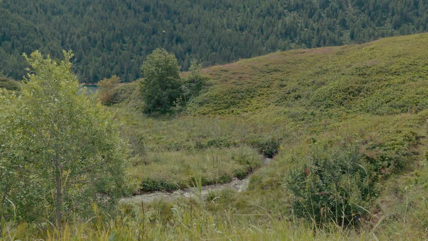 A serene view of a small mountain stream flowing through a grassy green hillside with a dense forest in the background