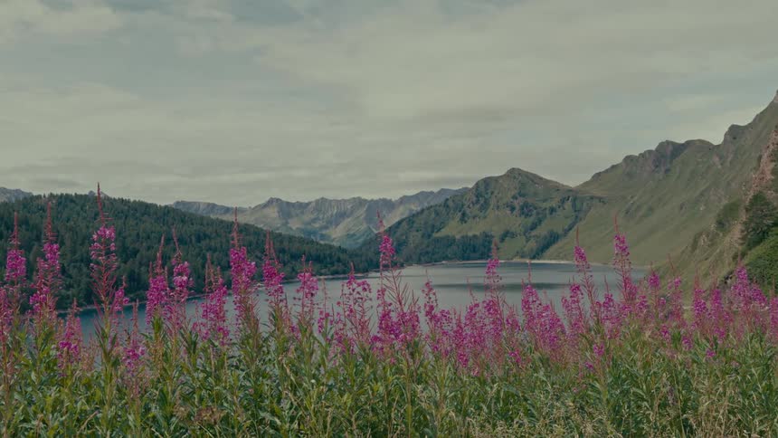 Vibrant purple wildflowers sway gently in the breeze overlooking a tranquil mountain lake and green rolling hills