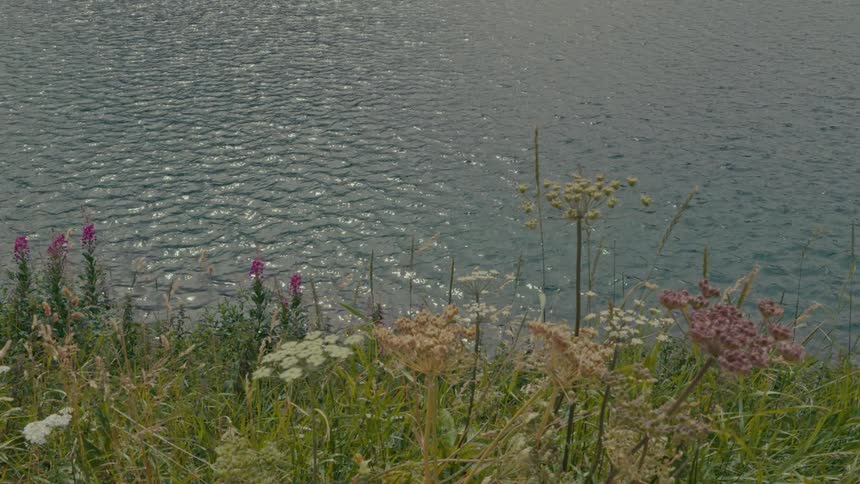 Wildflowers bloom on a green shore as gentle ripples reflect the sunlight on a calm lake
