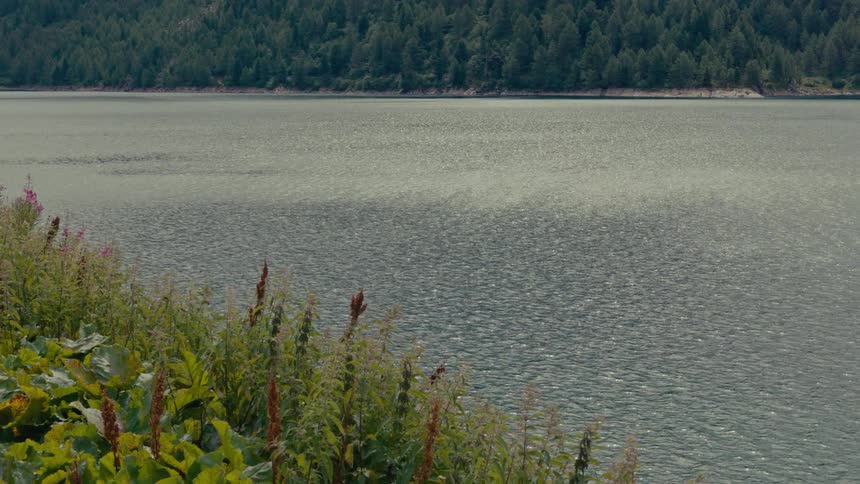 Gentle ripples on a tranquil lake reflect the sunlight, with a lush green shoreline in the foreground and a forest beyond
