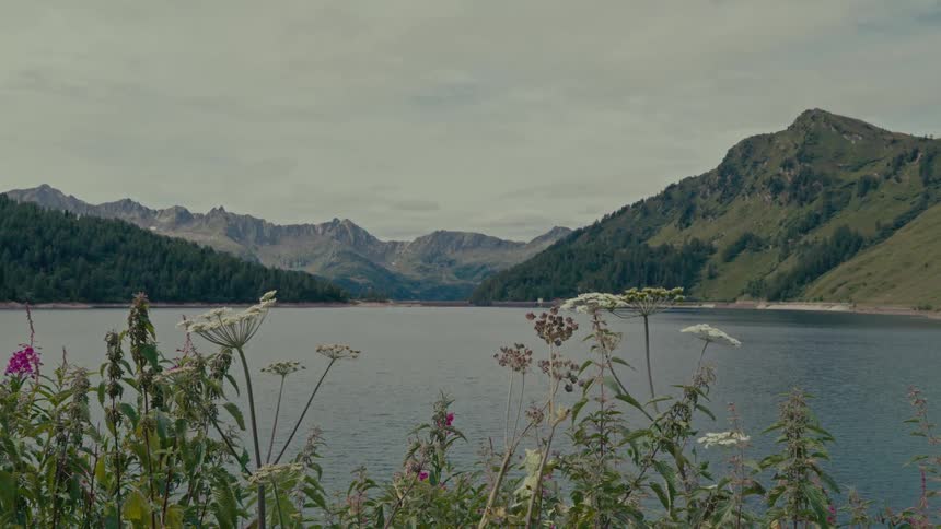A static shot captures wildflowers gently blowing in the breeze by a serene alpine lake surrounded by majestic mountains