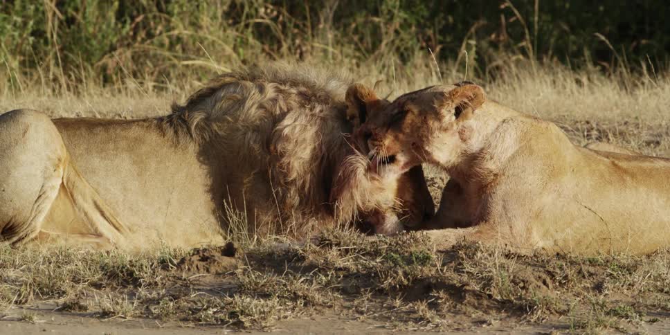 A lion and lioness cleaning each other