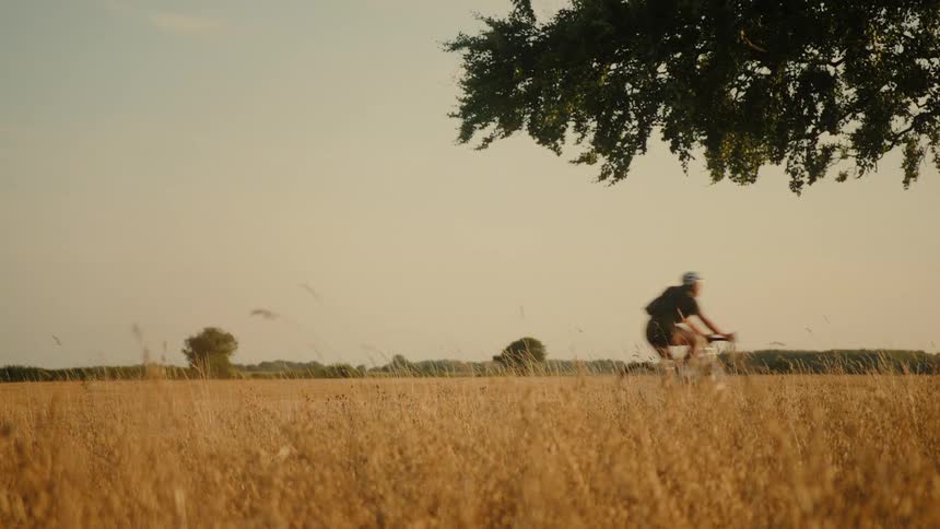 Cyclist rides through a golden field of tall grass during a warm, hazy sunset