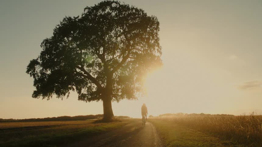 A silhouetted cyclist rides down a peaceful country dirt road past a large tree at sunset