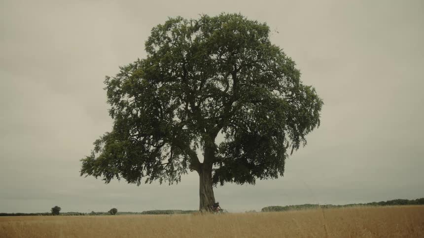 A cyclist rides through a golden field, passing a magnificent solitary tree under an overcast sky