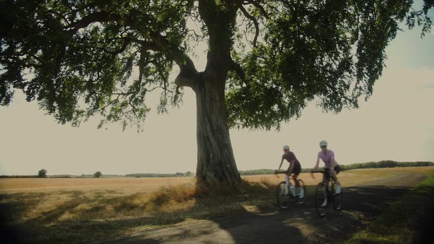 Two cyclists ride past a magnificent tree on a quiet country lane next to a golden field on a sunny day