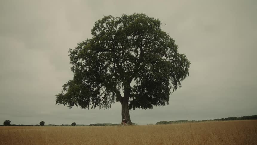 A cyclist rides across a golden field past a large, solitary tree under a cloudy, overcast sky