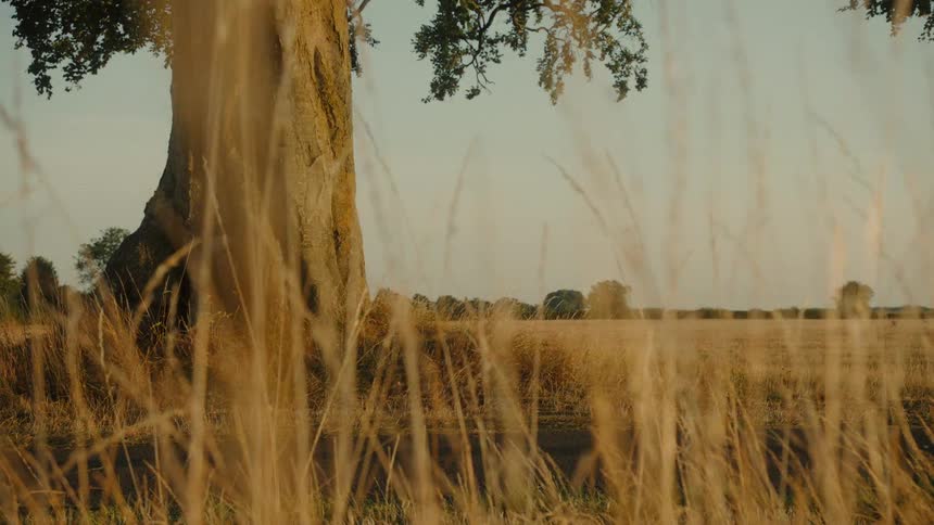A woman cyclist stops to rest under a large tree during a golden hour ride, checking her watch before continuing on her way through the countryside