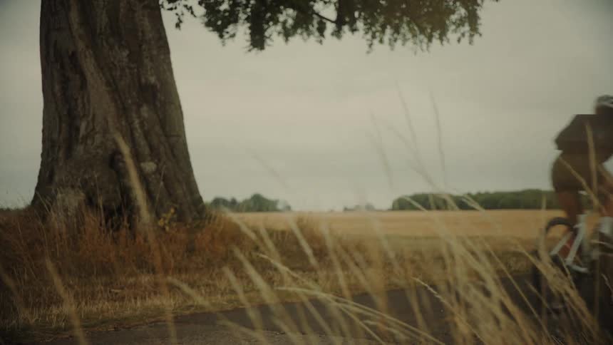 A female cyclist rides past a large tree on a rural road next to a golden field on a cloudy day