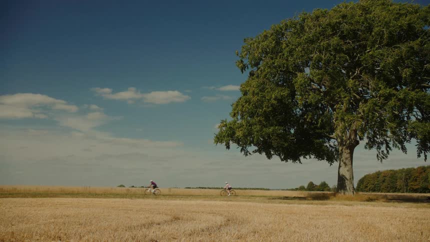 Two cyclists ride past a magnificent tree standing alone in a vast golden field under a blue sky