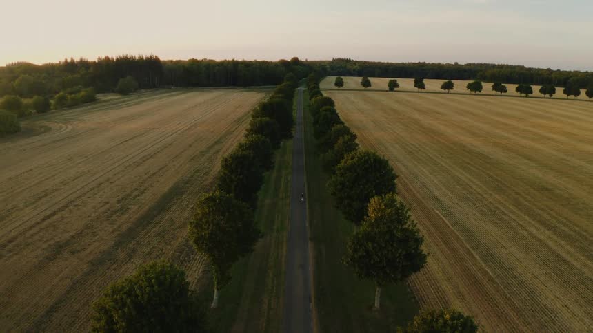 High angle aerial view of a lone cyclist and their dog traveling down a long, tree-lined country road through golden fields at sunset