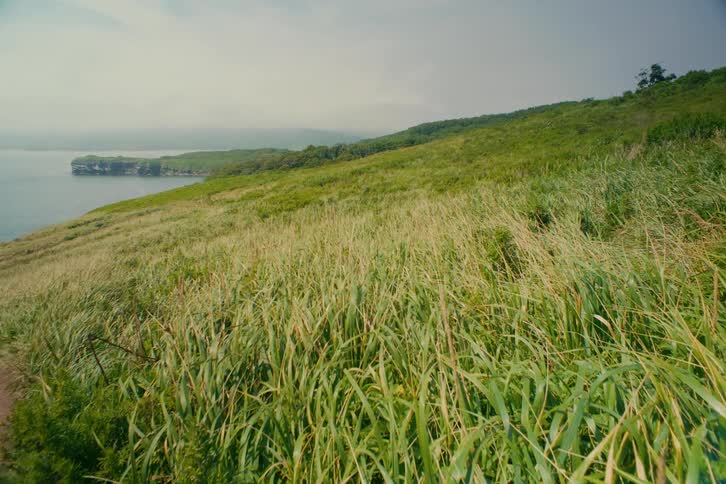 Lush green grass blows in the gentle wind on a seaside hill under an overcast sky