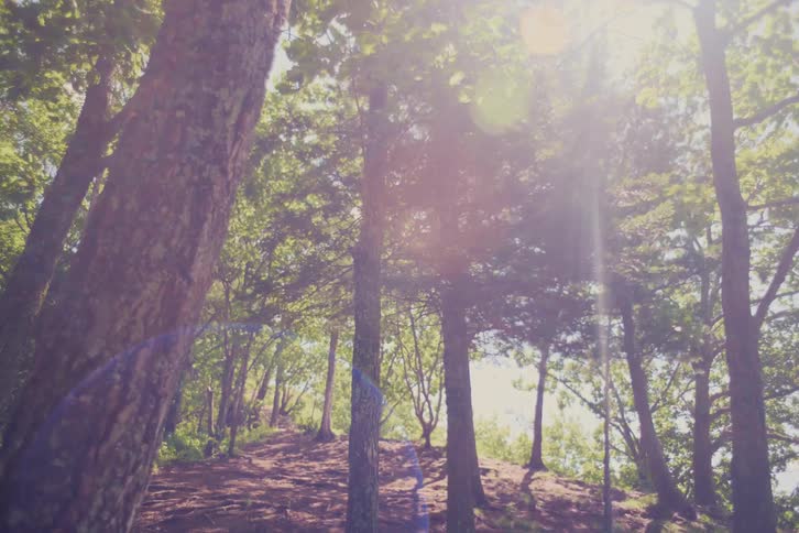 Pulsing sunlight and lens flare create a dreamy, vintage effect in a peaceful forest setting