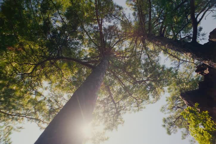 Sunlight shines through the green canopy of tall pine trees on a clear day