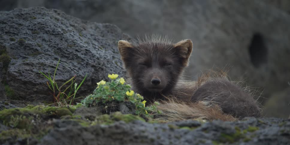 A sleepy young Arctic fox cub rests on mossy rocks next to yellow wildflowers, slowly closing its eyes to fall asleep
