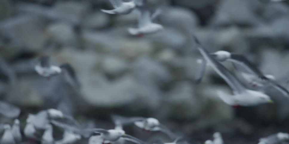 A dense flock of seagulls soars through the air in a mesmerizing slow-motion display