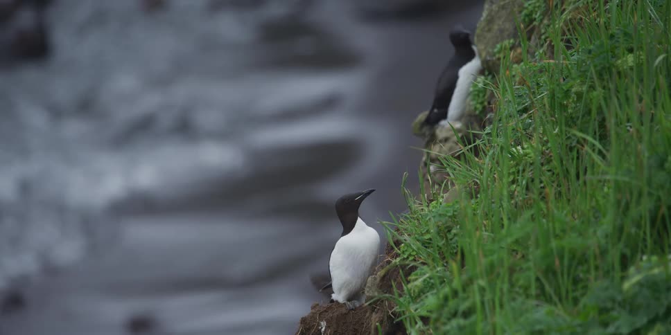 A common murre stands on a grassy cliff's edge, flapping its wings as ocean waves roll in the background