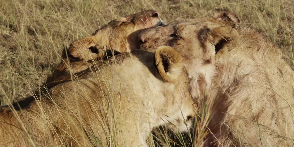Lionesses licking and grooming each other
