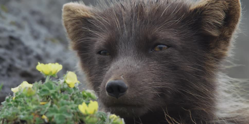 A sleepy arctic fox cub with golden eyes rests next to a patch of yellow wildflowers in a close-up shot