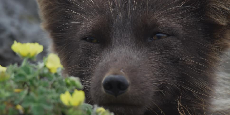 An adorable dark-furred Arctic fox slowly opens its eyes, waking from a peaceful nap beside yellow wildflowers
