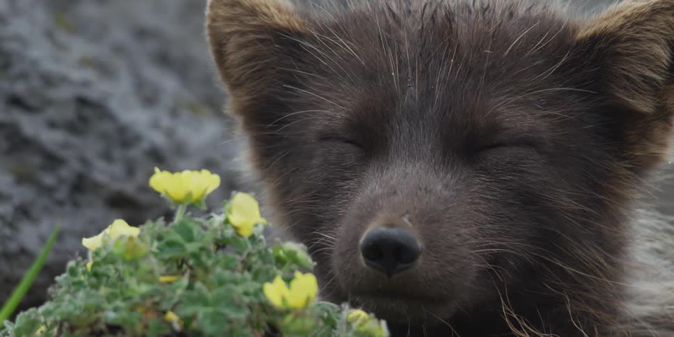Extreme close-up of a sleepy dark-furred Arctic fox kit slowly closing its eyes behind a patch of yellow wildflowers