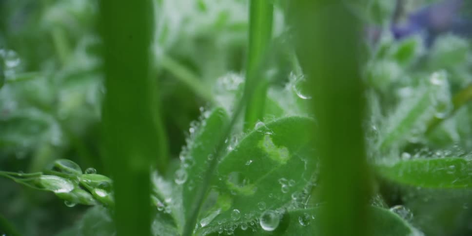 An extreme macro dolly shot reveals intricate dew drops clinging to the tiny hairs of a lush green plant