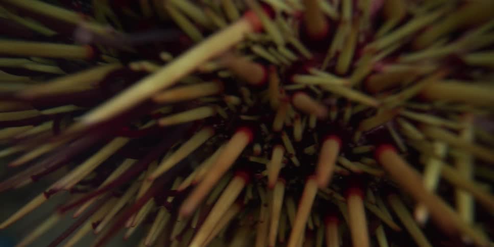 A slow focus pull reveals the intricate details of a sea urchin's moving spines and tube feet underwater