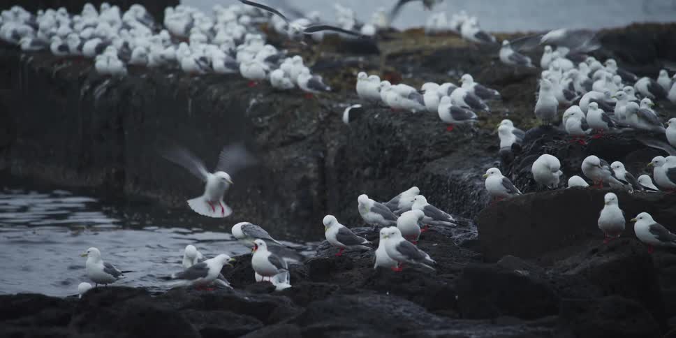 A large flock of seagulls congregates on a dark rocky shore, with some birds flying in to land amongst the colony