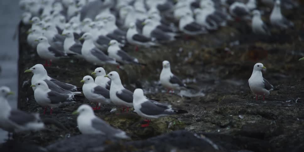 Slow motion footage captures a chaotic flurry as a massive flock of seagulls takes off from a rocky coastline