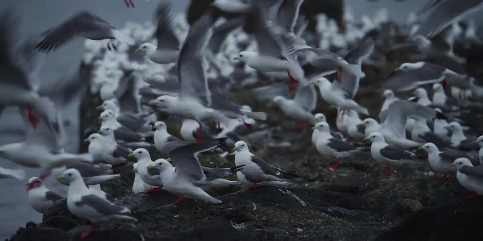 A large flock of seagulls takes flight in slow motion from a rocky outcropping on an overcast day