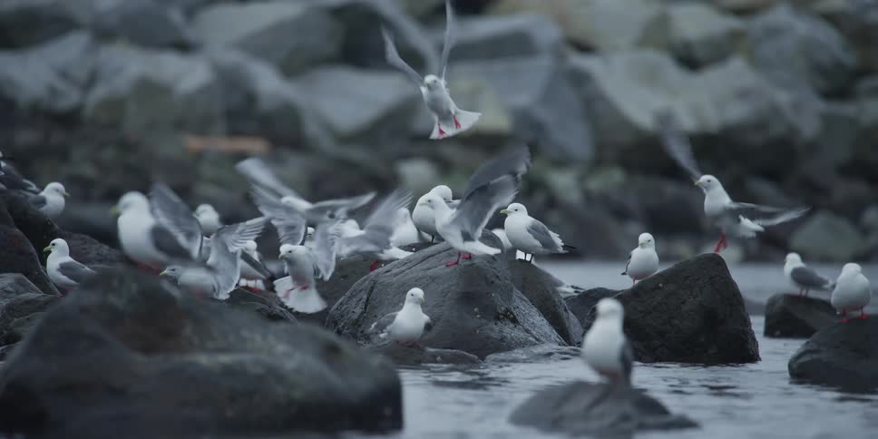 A flock of seagulls congregates on dark, wet rocks by the water, with many flying and landing in slow motion
