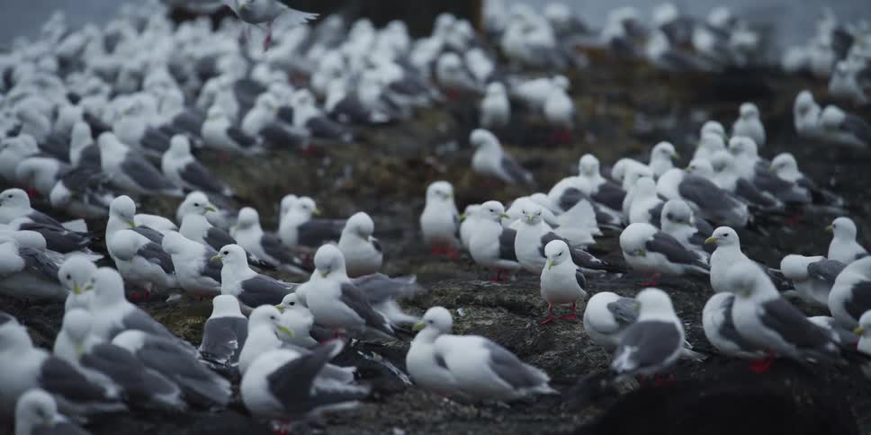 A massive colony of seagulls congregates on a dark, rocky shore, with some birds flying in to land in slow motion