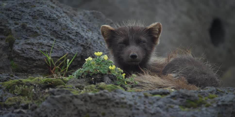 An adorable Arctic fox cub with shaggy brown fur rests sleepily on mossy rocks beside yellow flowers