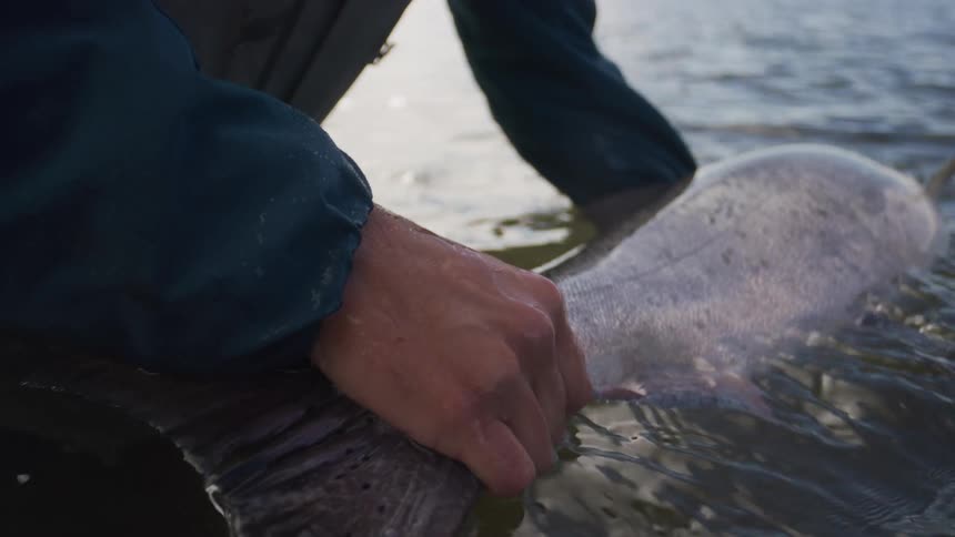 A fisherman in waders gently holds a large salmon in the river, reviving it before release in slow motion