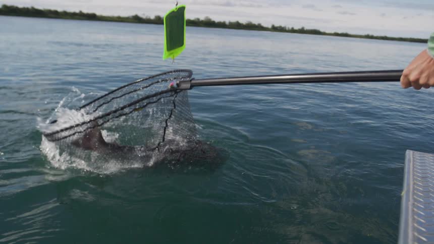 Slow motion shot of a fisherman scooping a thrashing salmon into a net
