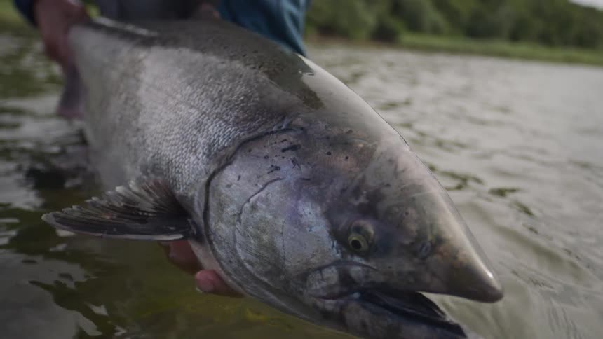 Slow motion close-up of a fisherman gently cradling a massive live salmon in the rippling river water